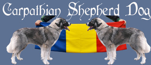 Carpathian Dog