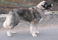 Carpathian Shepherd Dog - Male