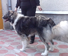 Carpathian Shepherd Dog - Male